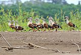 Orinoco Gooseborder=